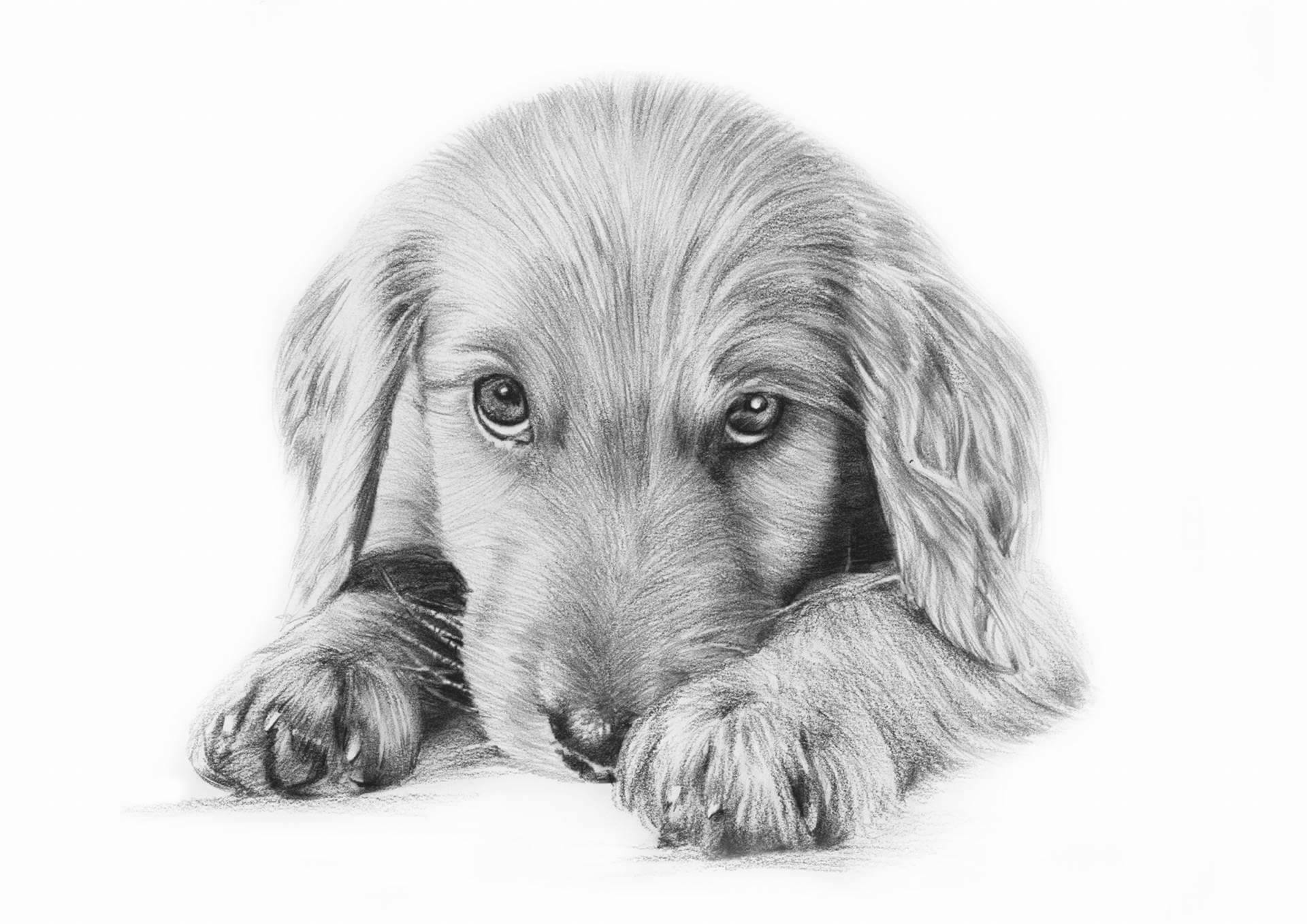 Black & White Pencil Portrait-painted-paws