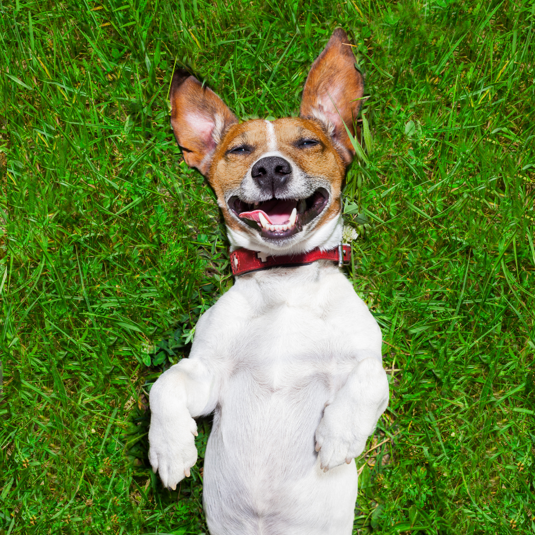 Why smiling at your pets is very important