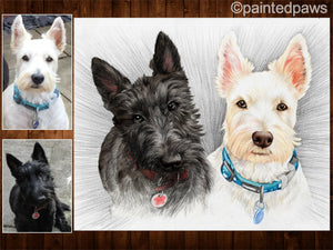 Coloured pencil pet portrait-painted-paws